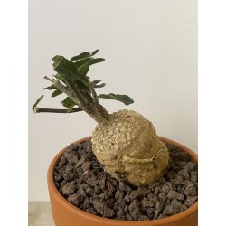 Fockeas edulis n°11