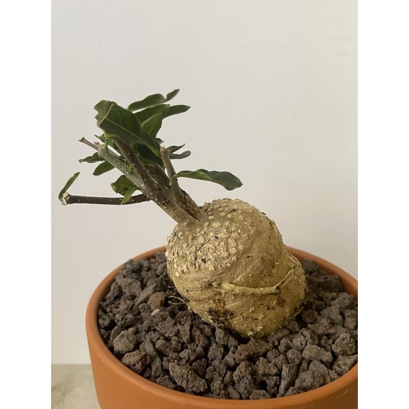 Fockeas edulis n°11 Fockeas edulis n°11