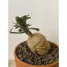 Fockeas edulis n°11