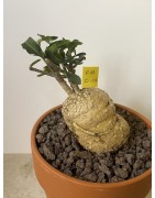 Fockeas edulis n°11