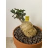Fockeas edulis n°11