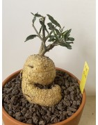 Fockeas edulis n°11