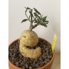 Fockeas edulis n°11