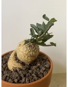 Fockeas edulis n°11