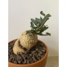 Fockeas edulis n°11