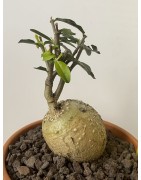 Fockeas edulis n°12