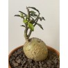 Fockeas edulis n°12