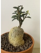 Fockeas edulis n°12