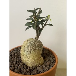 Fockeas edulis n°12