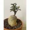 Fockeas edulis n°12