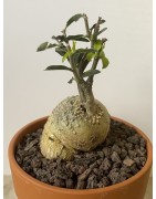 Fockeas edulis n°12