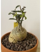 Fockeas edulis n°12