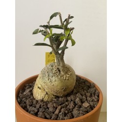Fockeas edulis n°12