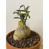 Fockeas edulis n°12