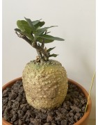 Fockeas edulis n°13
