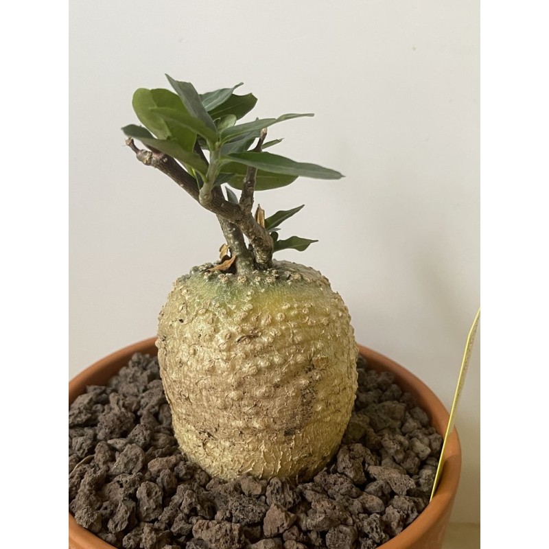 Fockeas edulis n°13 Fockeas edulis n°13