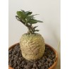 Fockeas edulis n°13