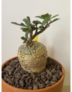 Fockeas edulis n°13
