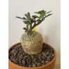 Fockeas edulis n°13
