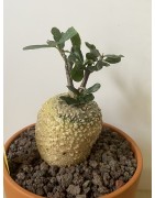 Fockeas edulis n°13