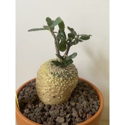 Fockeas edulis n°13