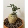 Fockeas edulis n°13