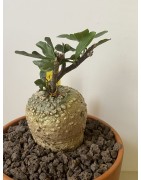 Fockeas edulis n°13