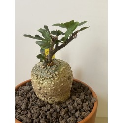 Fockeas edulis n°13