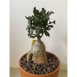 Fockeas edulis n°15