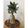 Fockeas edulis n°15
