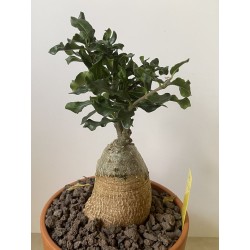 Fockeas edulis n°15