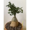 Fockeas edulis n°15
