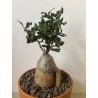 Fockeas edulis n°15