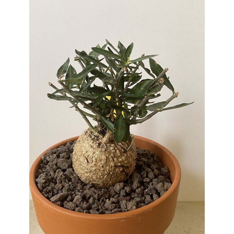 Fockeas edulis n°16 Fockeas edulis n°16