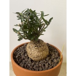 Fockeas edulis n°16