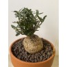 Fockeas edulis n°16