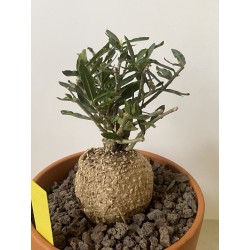 Fockeas edulis n°16
