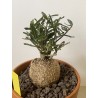 Fockeas edulis n°16