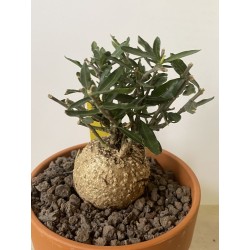 Fockeas edulis n°16