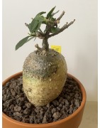 Fockeas edulis n°17