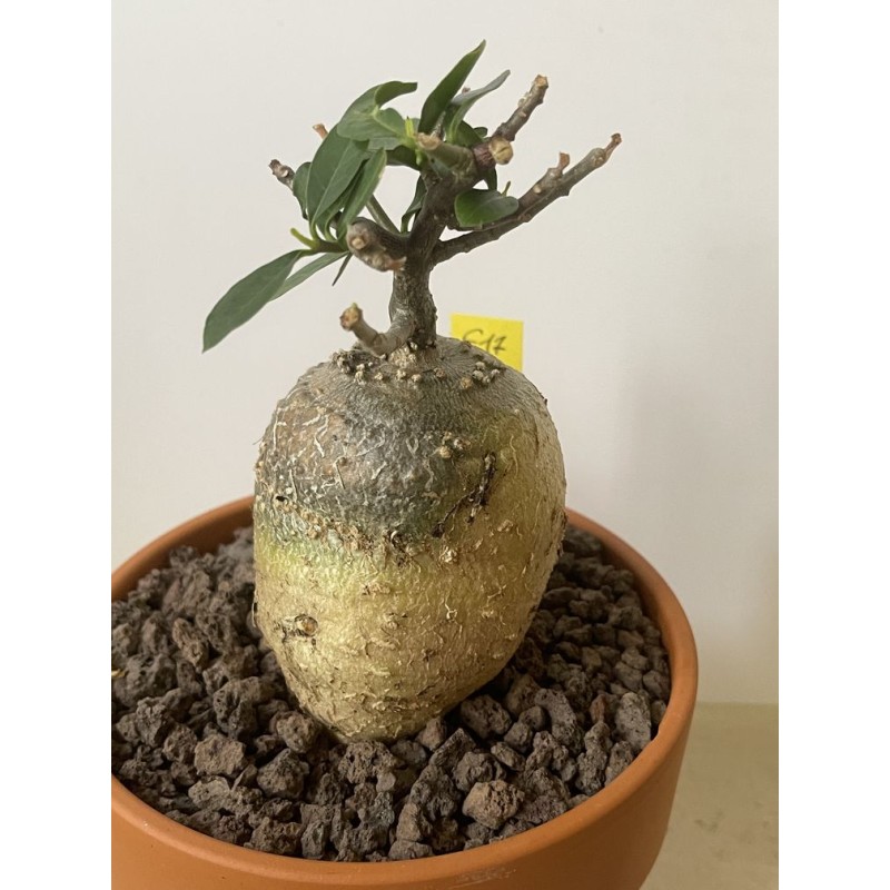 Fockeas edulis n°17 Fockeas edulis n°17
