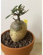 Fockeas edulis n°17