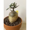 Fockeas edulis n°17