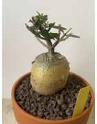Fockeas edulis n°17