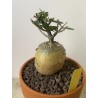 Fockeas edulis n°17