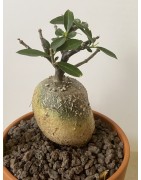 Fockeas edulis n°17