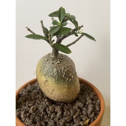 Fockeas edulis n°17