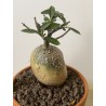 Fockeas edulis n°17