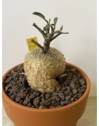 Fockeas edulis n°18