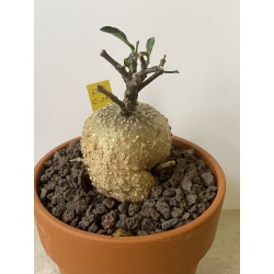 Fockeas edulis n°18